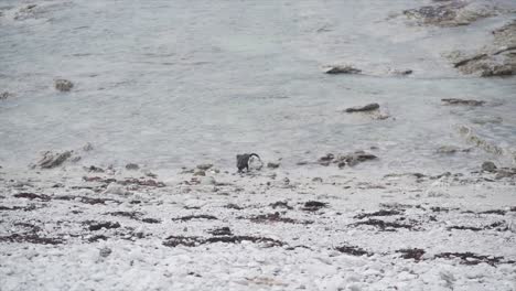 Bird on a rocky beach
