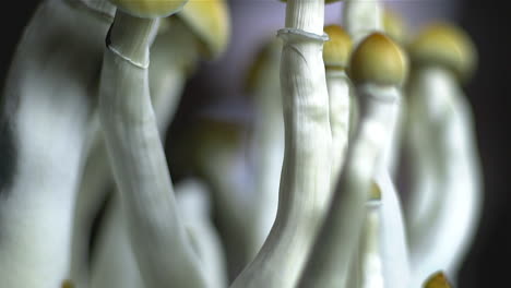 Upwards-tilt-shot-of-psychedelic-Mexican-magic-mushrooms