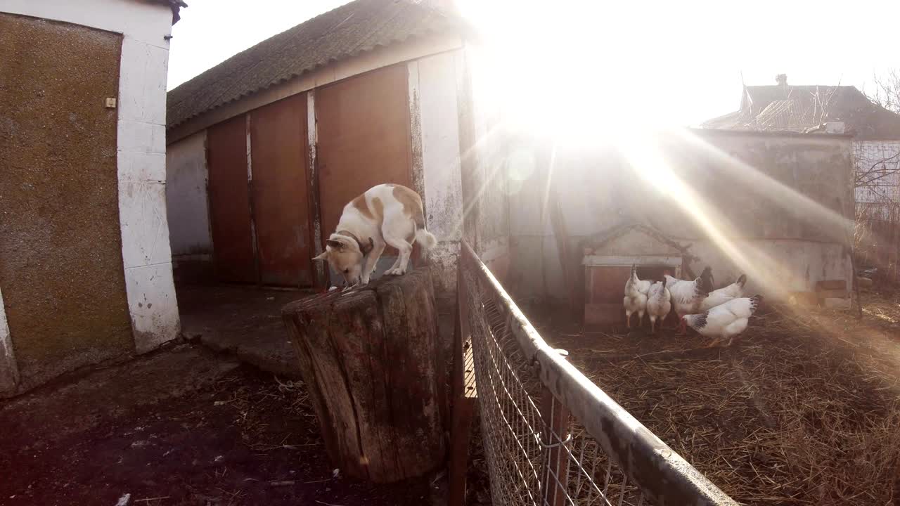 草を食むガチョウを背景に、切り株の上で食事をする犬
