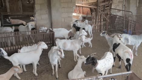 herd of goats in a corral