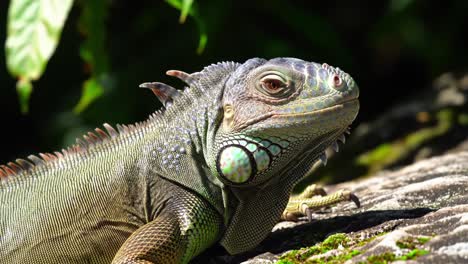 a close-up view of a majestic iguana sunbathing on a rock surrounded by lush greenery, capturing its unique features and colorful texture