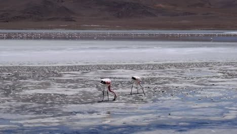 Two-flamingos-dig-in-salty-mud-in-saline-lagoon-on-altiplano,-Bolivia