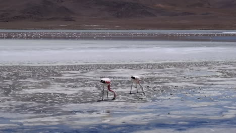 dos flamencos cavan en el barro salado en la laguna salada en el altiplano, bolivia