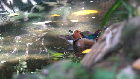 Lovely-pair-of-mandarin-duck,-aix-galericulata-swimming-side-by-side-on-the-rippling-water-with-beautiful-foliage-reflection-and-sunlight-shinning-through-at-bird-sanctuary-wildlife-park