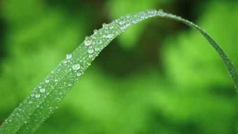 a leaf is covered with droplets of water