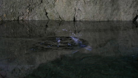 Fische-In-Bauchlage-Kämpfen-Ums-Schwimmen