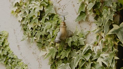 leaking garden tap, seamless loop