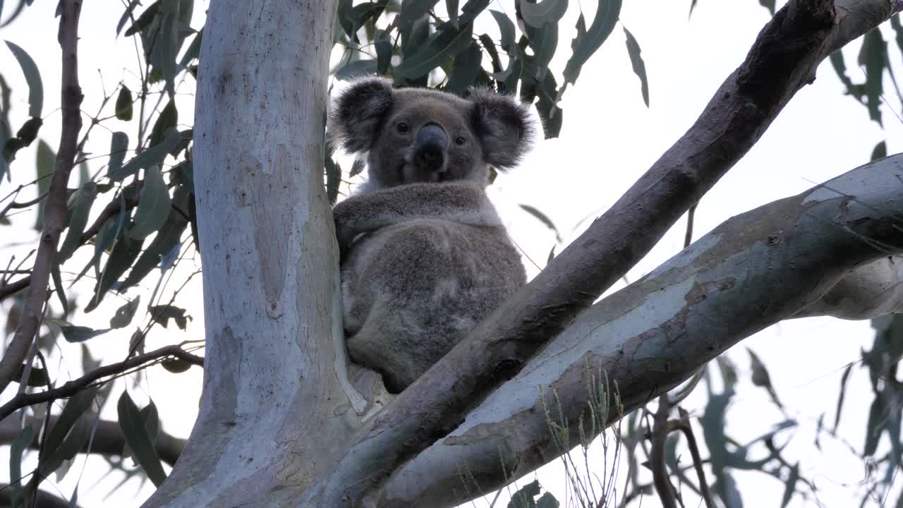 A Koala Bear sleeping in a Gum tree suddenly wakes up and looks around. Wildlife behaviour