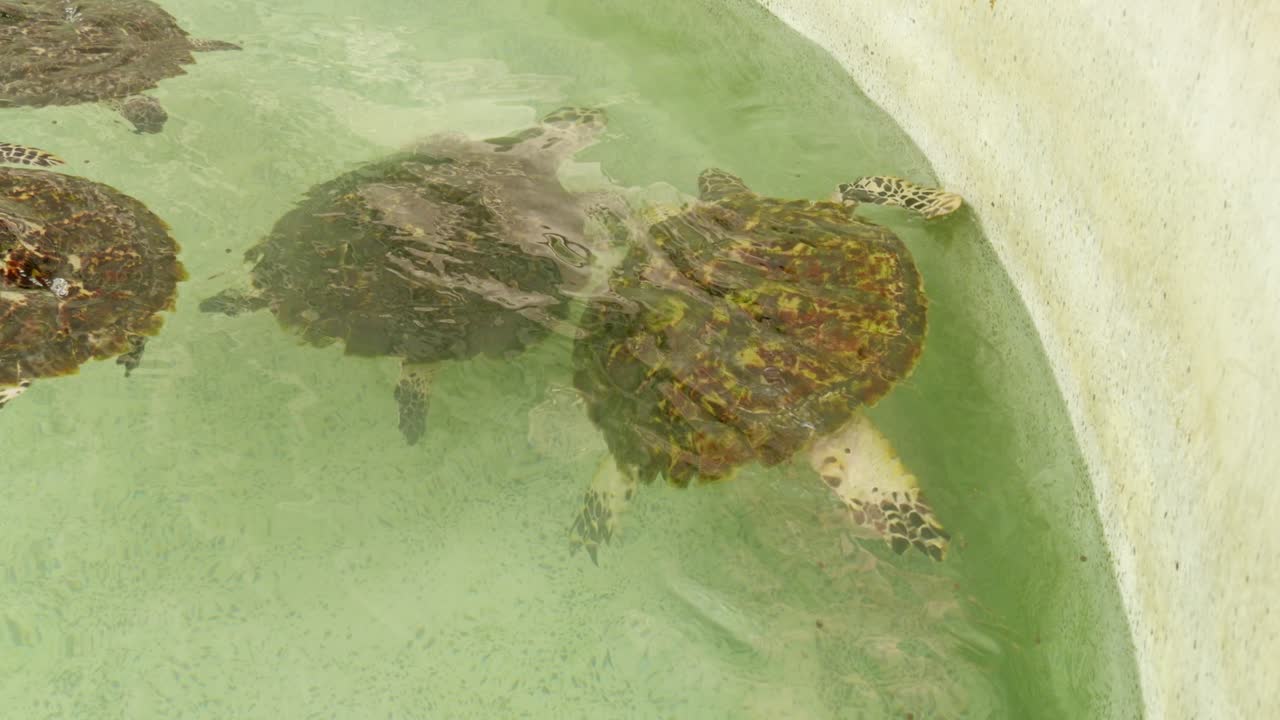 Turtles in rehabilitation close-up of endangered species in marine sanctuary conservation efforts