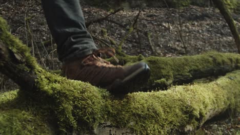 Dog-jumps-over-fallen-tree-in-woods-and-owner-follows,-low-angle