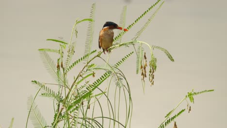 Malachite-Kingfisher-hunts-for-fish-from-perch-on-green-reed-plant-alongside-body-of-water