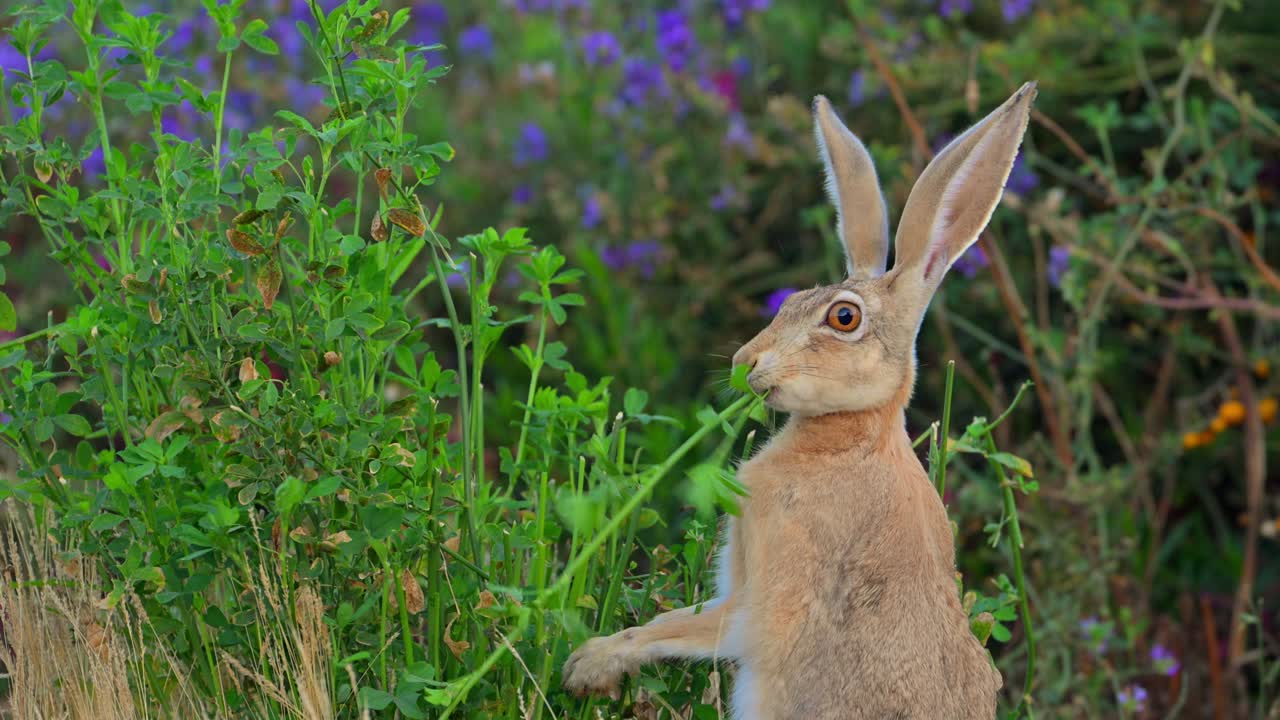 Cape hare (Lepus capensis), also called the brown hare and the desert hare eating alfalfa grass.