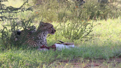 graphic: very alert mature kalahari cheetah eats a small springbok