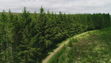 Larch-tree-forest-bordered-by-mountain-road-as-clouds-pass-quickly-in-the-sky-scattering-shadows-and-light