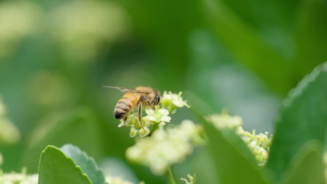 una abeja melífera recogiendo polen de una flor floreciente euonymus japonicus - macro