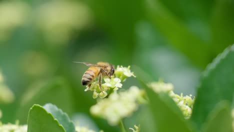 Eine-Honigbiene-Sammelt-Pollen-Von-Einer-Blühenden-Euonymus-Japonicus-Blume---Makro