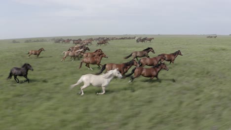 drone follows a herd of wild horses running in the prairie