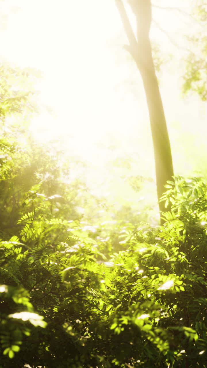 빛이 울창한 초록 숲을 가로질러 필터링