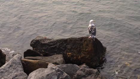 white seagull bird sitting on rocky ocean harbor shore looking out at the water scavenging for food - 4k