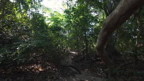 Lush-forest-trail-in-Colombia's-Tayrona-National-Park,-perfect-for-a-serene-hiking-adventure