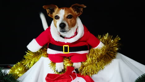 Jack-Russell-Welpe-Im-Süßen-Roten-Weihnachtsmannkostüm,-Der-Zwischen-Weihnachtsdekorationen-Liegt