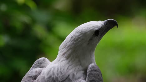 Seen-fron-it's-back-looking-up-and-around,-White-bellied-Sea-Eagle-Haliaeetus-leucogaster,-Philippines