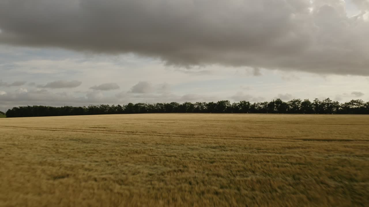 campos marrones balanceándose con el viento con nubes oscuras por encima