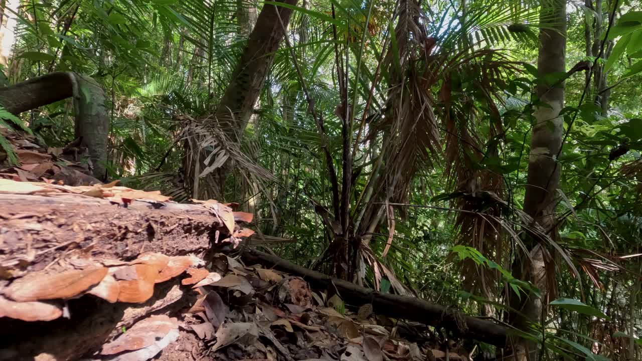 잎이 떨어지는 울창한 숲길
