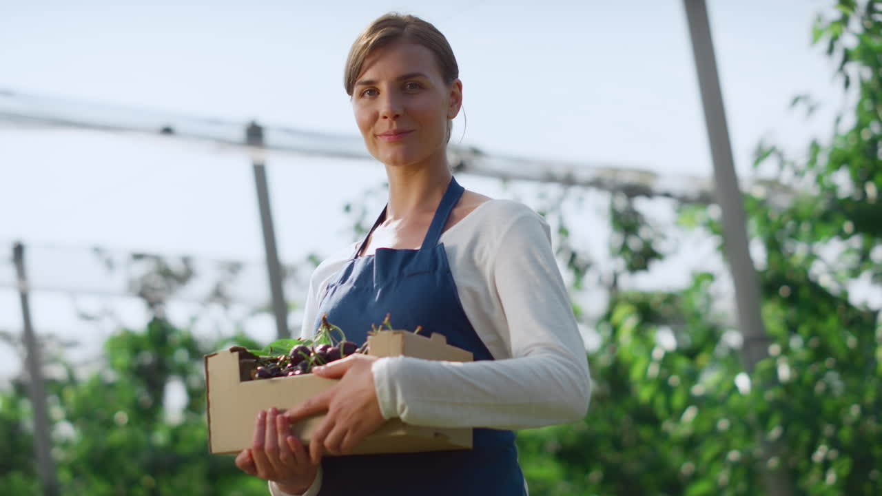 mujer agrónoma con una caja de bayas en una plantación de agricultura moderna y soleada .