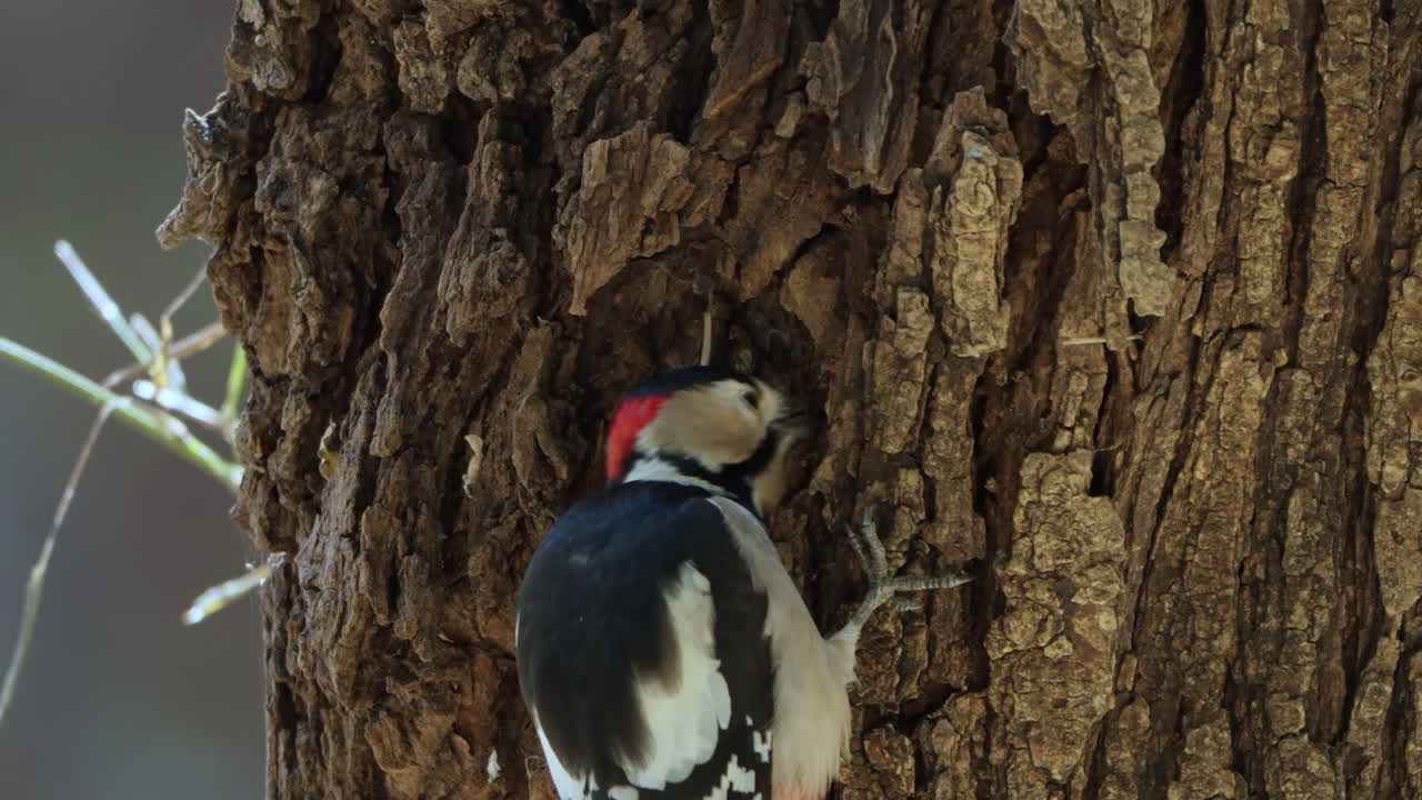 primer plano de la cabeza del gran pájaro carpintero manchado picoteando la corteza del tronco del árbol