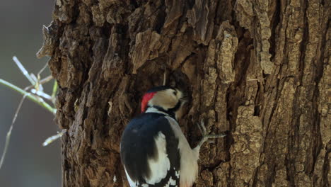 Head-Close-up-of-Great-Spotted-Woodpecker-Pecking-on-Tree-Trunk-Bark