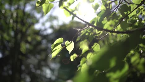 Sun-flare-peeking-through-green-leaves-waving-in-Slow-motion,-Orbiting-shot