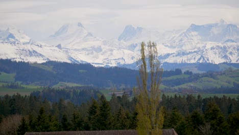 toma panorámica del idílico panorama montañoso de los alpes suizos cubiertos de nieve y prado verde con árboles en primer plano
