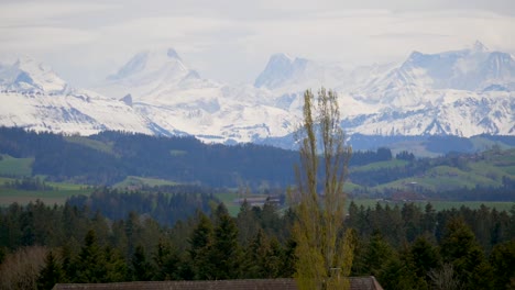 panning shot of idyllic mountain panorama of snow-covered swiss alps and green meadow with trees in foreground