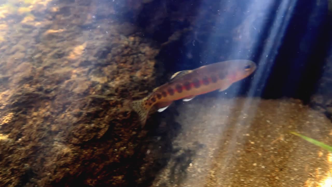 imágenes submarinas de una trucha dorada 2016