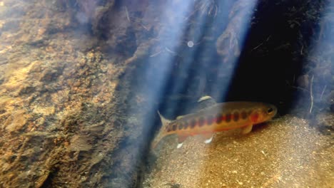 underwater footage of a golden trout 2016