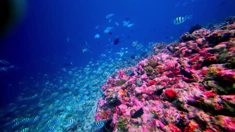 shoal of fish down the seabed settled next to contrasting pink corals