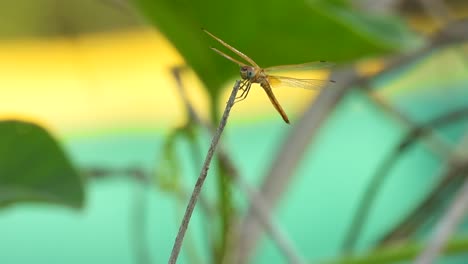 dragonfly relaxing on stick