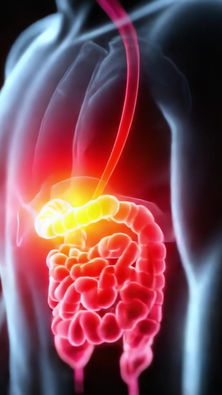 A Detailed Visualization of the Human Digestive System Highlighting Internal Organs with Emphasis on Gastrointestinal Functionality and Health Implications