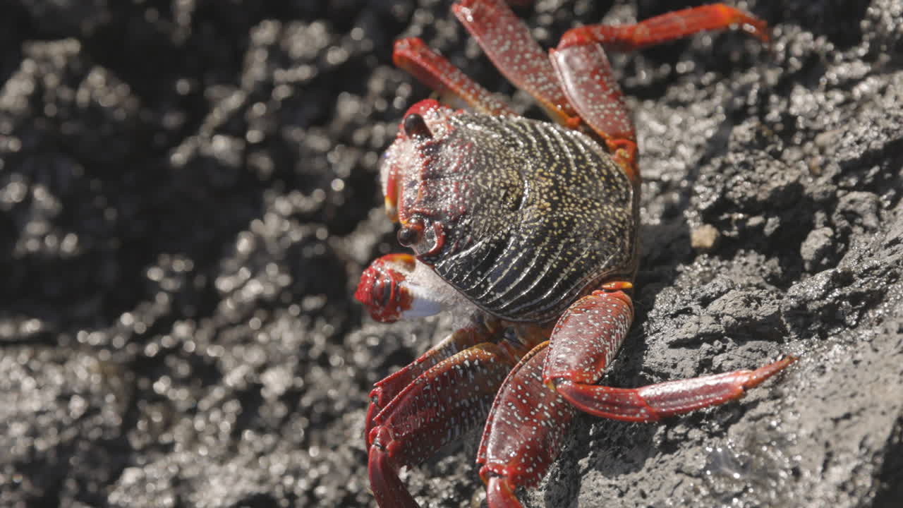 Nærbilde av røde krabber på steiner