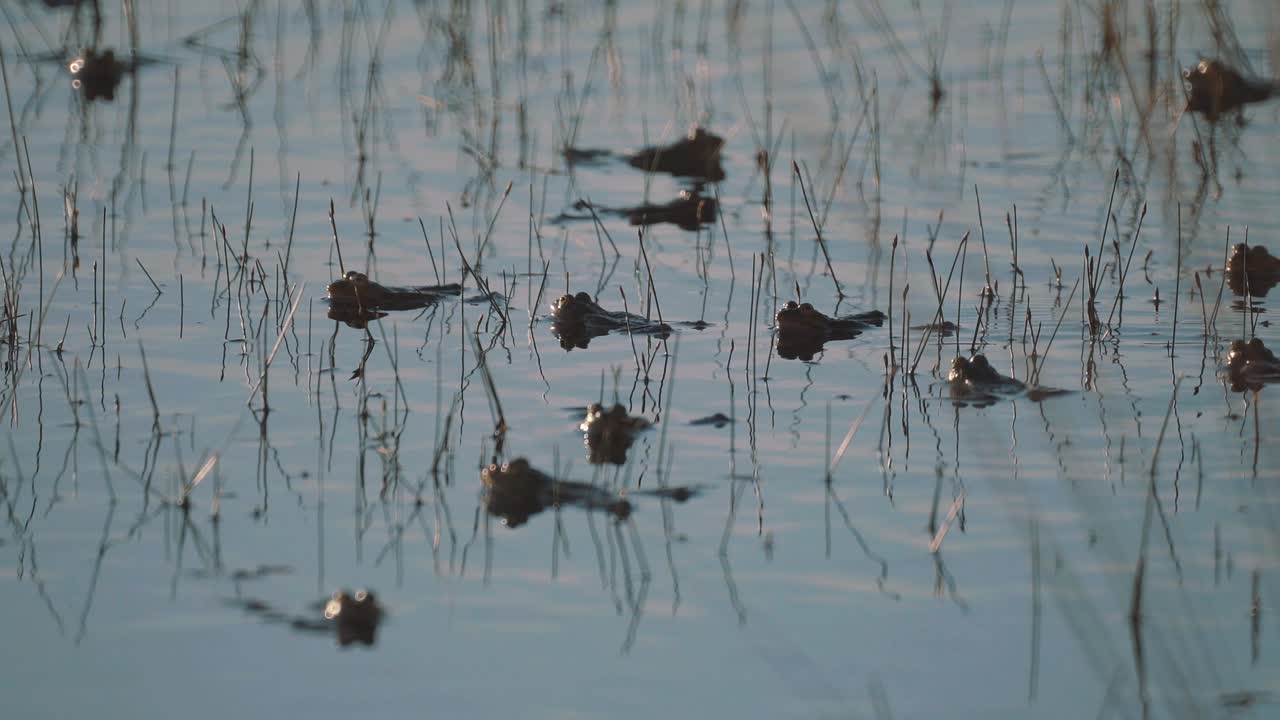 Gruppo di rane che nuota nell'acqua bassa di un fiume paludoso con riflessi.