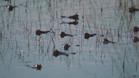 Army-Of-Frogs-Swimming-On-The-Shallow-Water-Of-Swamp-River-With-Reflections