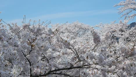 vista panorámica del parque de árboles de flores de sakura-bosque con un cielo azul claro en primavera en plena floración de la temporada de flores de sakura, río kannonji en la temporada de flores de fukushima-hanami-película de video 4k uhd