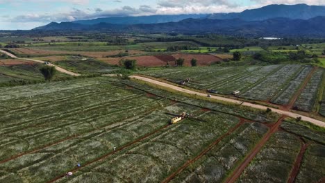 Toma-De-Drones-De-La-Granja-De-Plantaciones-De-Frutas-De-Piña