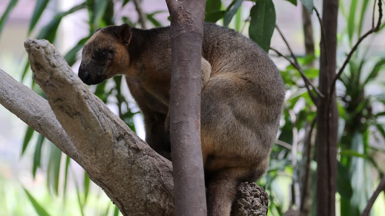 canguro de árbol descansando en una rama de árbol