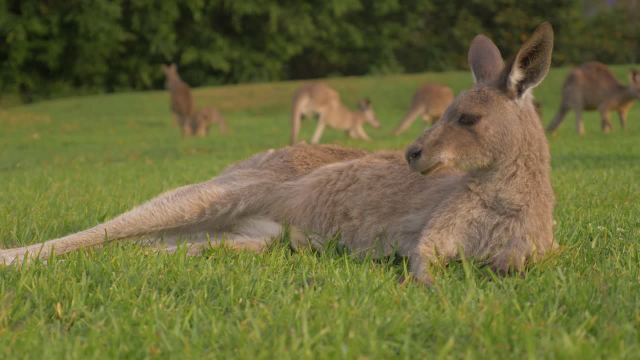 canguro gris oriental acostado y durmiendo en la hierba verde - multitud de canguros comiendo hierba en el fondo - costa dorada, qld, australia
