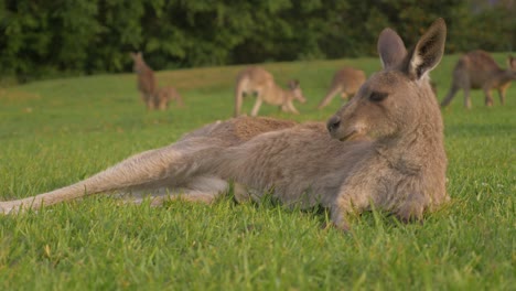 östliches-Graues-Känguru,-Das-Auf-Dem-Grünen-Gras-Liegt-Und-Schläft---Mob-Von-Kängurus,-Die-Gras-Im-Hintergrund-Fressen---Goldküste,-Qld,-Australien