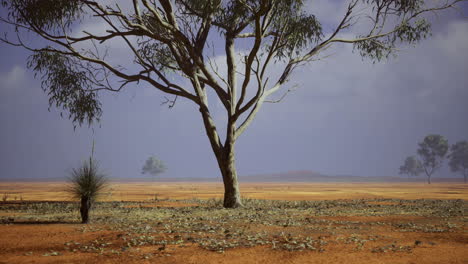 vibrant australian landscape showcasing a solitary tree under a cloudy sky