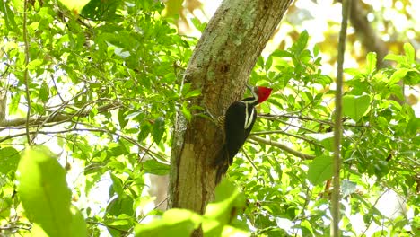 pileated woodpecker with red head pecking trunk tree