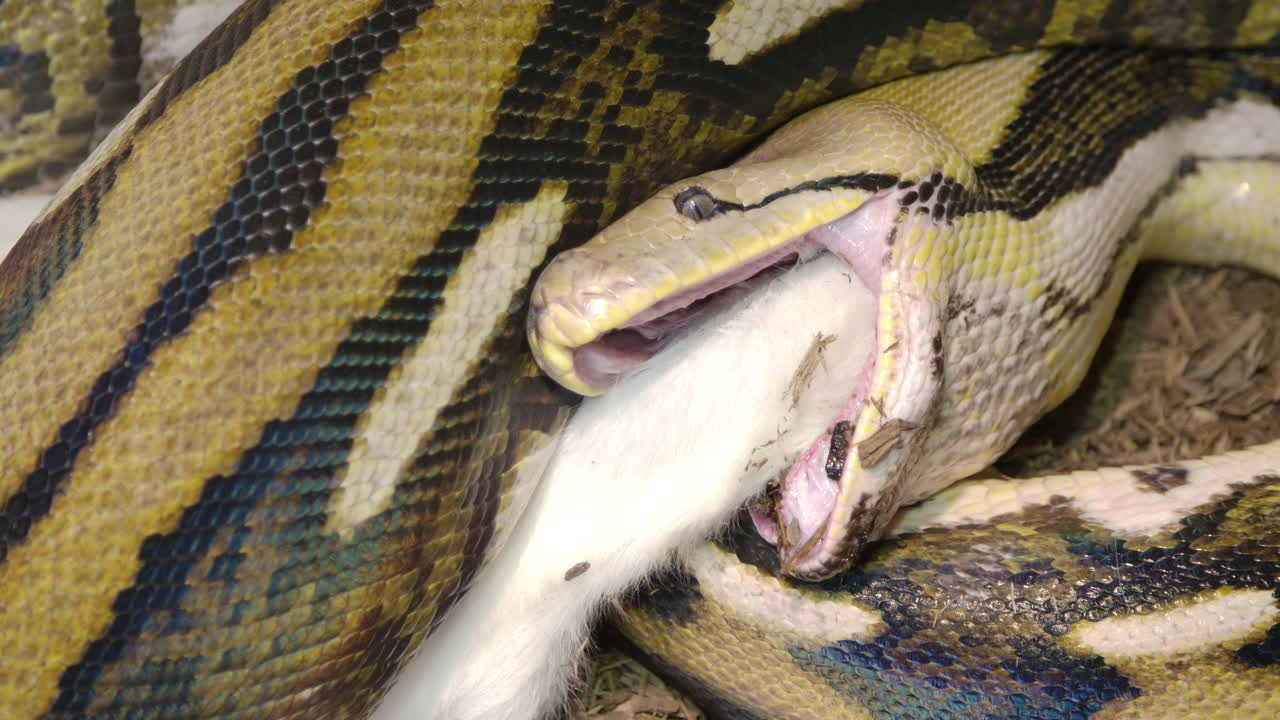 Reticulated Python Eating A Large Mammal Wrapped Up In Powerful Grip ...